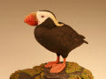 "Cannon Beach Sojourner" Tufted Puffin