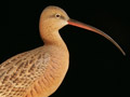 Decorative Long-Billed Curlew